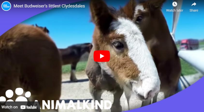 Budweiser Clydesdale Welcomes A New Member To The Team